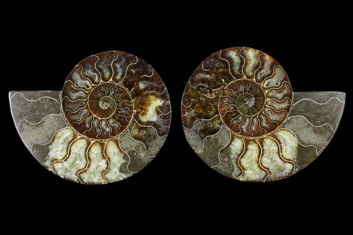 Sliced Ammonite Fossil - Agatized #115306